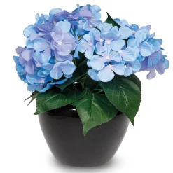 Hortensia éternel