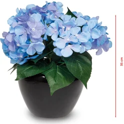 Hortensia éternel