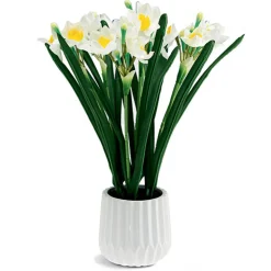 Jonquilles "éternelles"