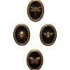 Les quatre cadres entomologiques