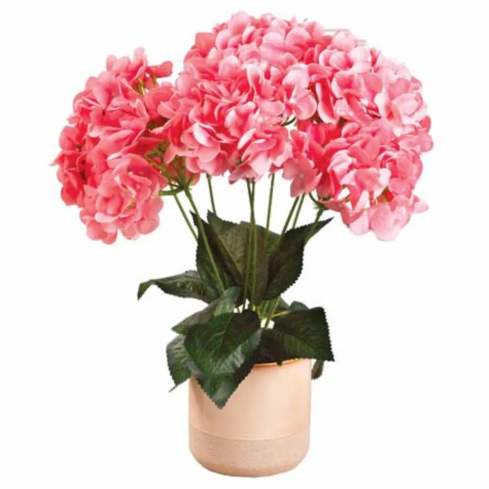 L’hortensia éternelle