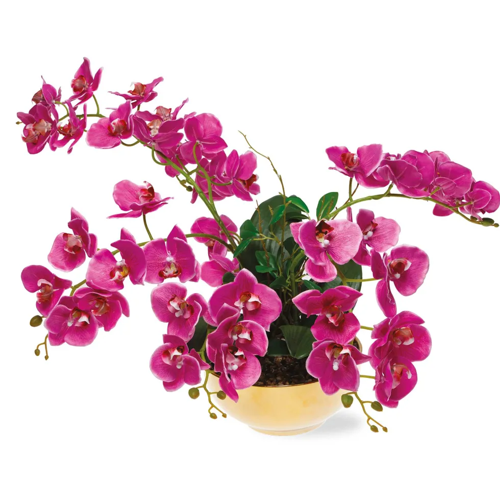 Orchidée papillon éternelle