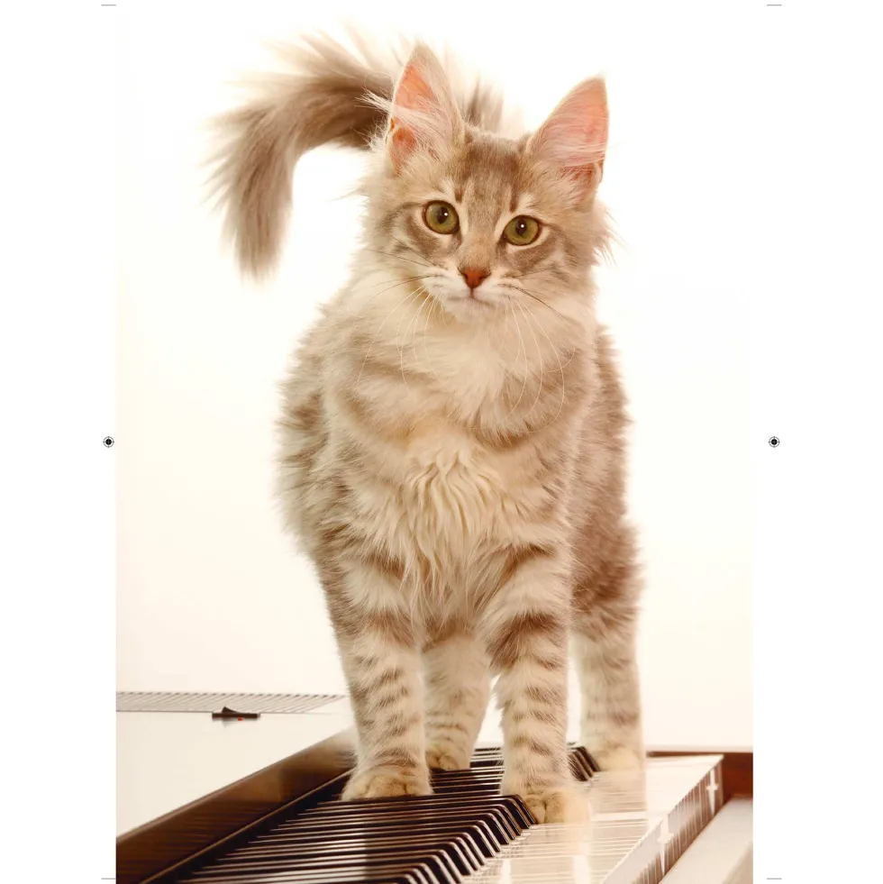 Sa majesté mon chat